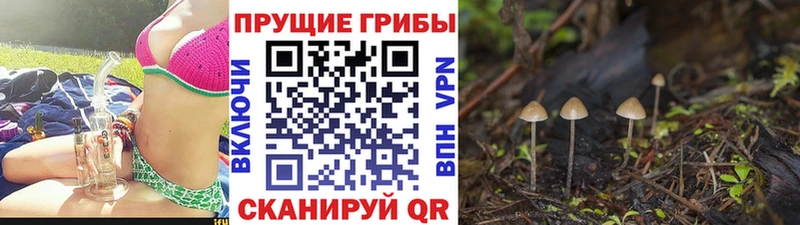 где продают наркотики  Новошахтинск  Галлюциногенные грибы GOLDEN TEACHER 